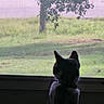 Fox is registered to the contest to win money with this photo: cat, window, screen, tree, grass, outdoor, silhouette, pet, animal, nature, daylight, curious, domestic_cat, feline, looking_out, quiet, peaceful, background, collar, indoor