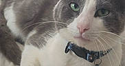 Fox joined the competition — help win amazing prizes! cat, gray_cat, white_cat, green_eyes, collar, bell, pet, feline, whiskers, close_up, indoor, resting, lying_down, soft_surface, blanket, fur, cute, domestic_animal, animal, portrait