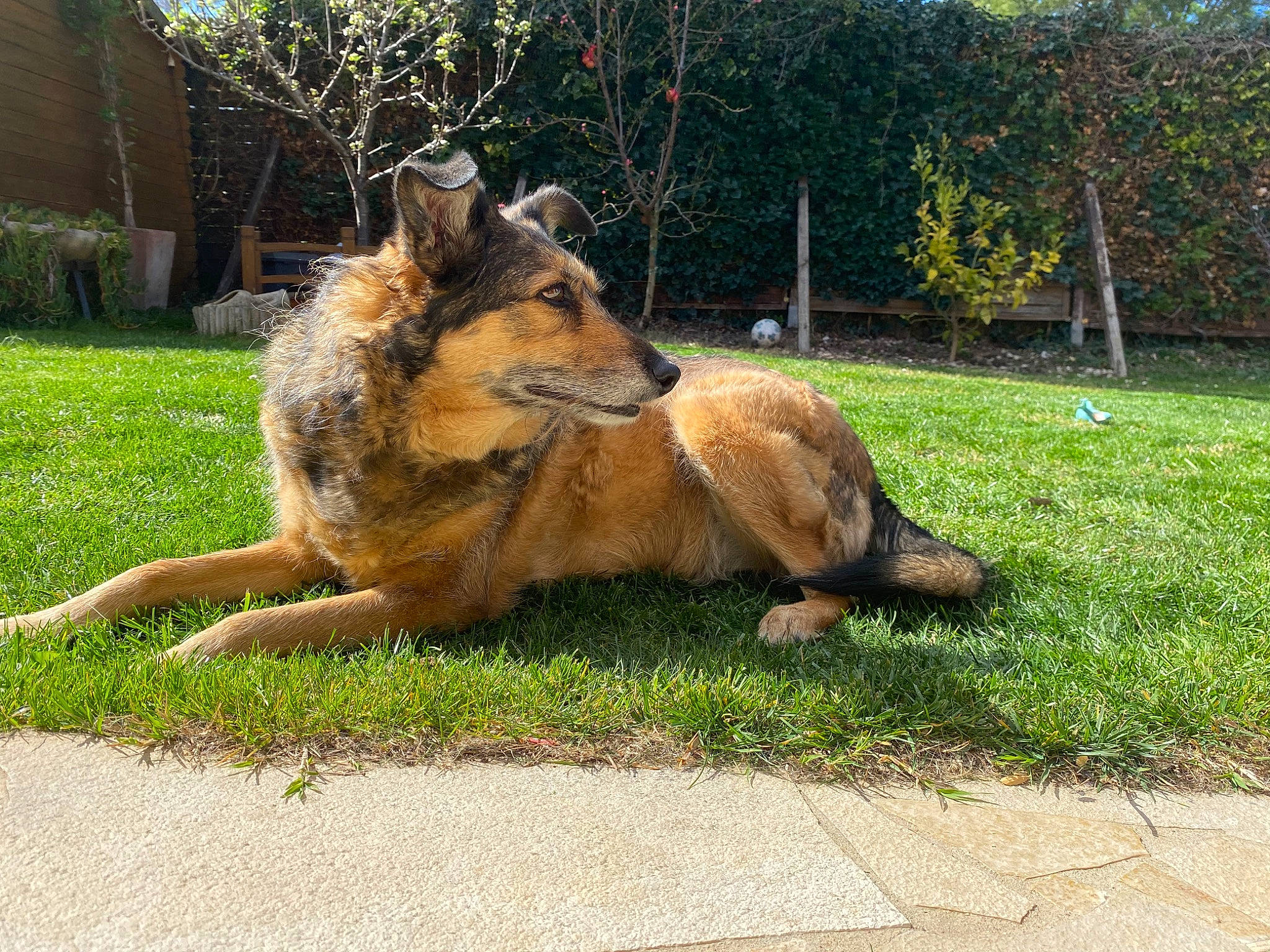 Ilona participe au concours pour gagner de l'argent avec cette photo : canidae, carnivore, companion_dog, dog, dog_breed, east_european_shepherd, fawn, fur, german_shepherd_dog, grass, guard_dog, herding_dog, king_shepherd, old_german_shepherd_dog, plant, snout, sporting_group, tail, terrestrial_animal, tree