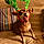 Lola