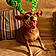Lola