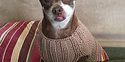 Lola is registered to the contest to win money with this photo: dog, small_dog, knitted_sweater, cozy, ears, tongue_out, couch, striped_pillow, indoor, pet, cute, brown_fur, white_markings, sitting, portrait, animal, companion, home, relaxed, friendly