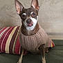 dog, small_dog, knitted_sweater, cozy, ears, tongue_out, couch, striped_pillow, indoor, pet, cute, brown_fur, white_markings, sitting, portrait, animal, companion, home, relaxed, friendly