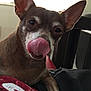 Lola is registered to the contest to win money with this photo: dog, small_dog, close_up, licking_nose, ears, pet, animal, indoor, window, furniture, person, lap, curious, brown_fur, white_markings, snout, tongue, face, canine, companion