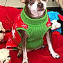 Lola is registered to the contest to win money with this photo: dog, small_dog, sweater, red_sweater, green_sweater, pet, indoors, blanket, red_blanket, stuffed_toy, plush_toy, animal, cute, ears, floor_tiles, cozy, holiday_theme, brown_dog, white_markings, sitting