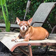 Lola joined the competition — help win amazing prizes! dog, brown_dog, lounging, outdoor, sunlight, chair, pet, animal, relaxed, small_dog, garden, greenery, shade, summer, resting, canine, fur, ears, paw, daylight