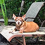 dog, brown_dog, lounging, outdoor, sunlight, chair, pet, animal, relaxed, small_dog, garden, greenery, shade, summer, resting, canine, fur, ears, paw, daylight