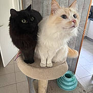 Sunday Et Pixel participe au concours pour gagner de l'argent avec cette photo : alert, animal, black_cat, cat, cat_tree, close_together, cream_cat, curious, cute, domestic, feline, fluffy, home, indoor, pet_accessory, pets, tile_floor, two_cats, wide_eyes, wooden_wall