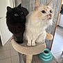 alert, animal, black_cat, cat, cat_tree, close_together, cream_cat, curious, cute, domestic, feline, fluffy, home, indoor, pet_accessory, pets, tile_floor, two_cats, wide_eyes, wooden_wall