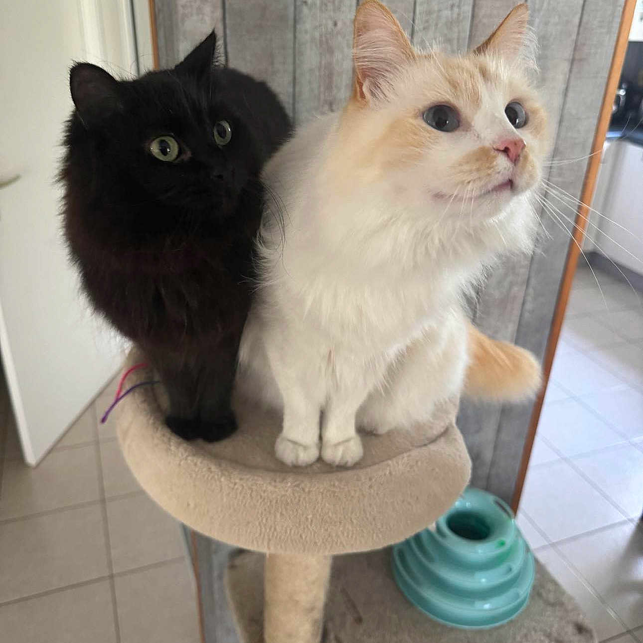 Sunday Et Pixel participe au concours pour gagner de l'argent avec cette photo : alert, animal, black_cat, cat, cat_tree, close_together, cream_cat, curious, cute, domestic, feline, fluffy, home, indoor, pet_accessory, pets, tile_floor, two_cats, wide_eyes, wooden_wall