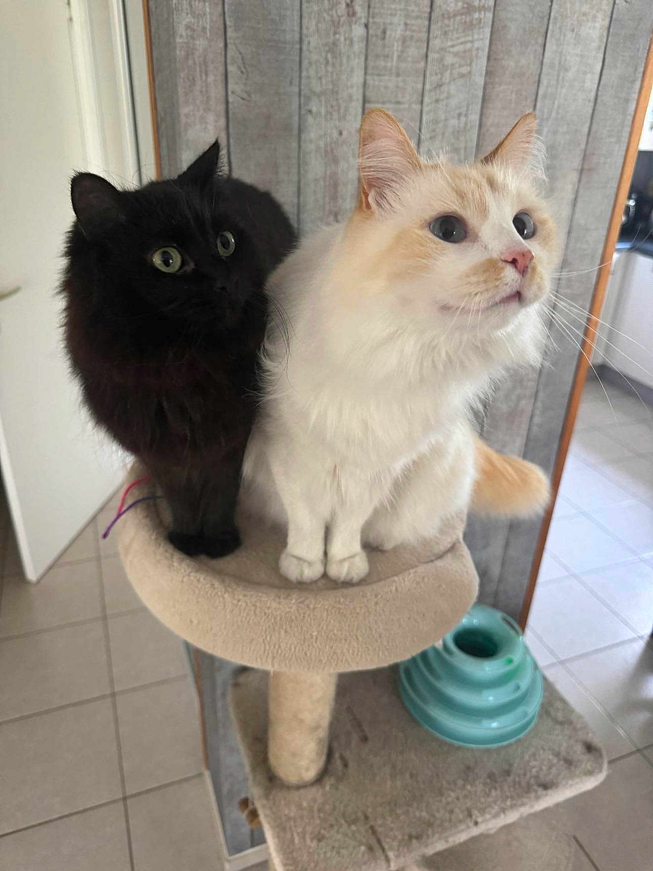 Sunday Et Pixel participe au concours pour gagner de l'argent avec cette photo : alert, animal, black_cat, cat, cat_tree, close_together, cream_cat, curious, cute, domestic, feline, fluffy, home, indoor, pet_accessory, pets, tile_floor, two_cats, wide_eyes, wooden_wall