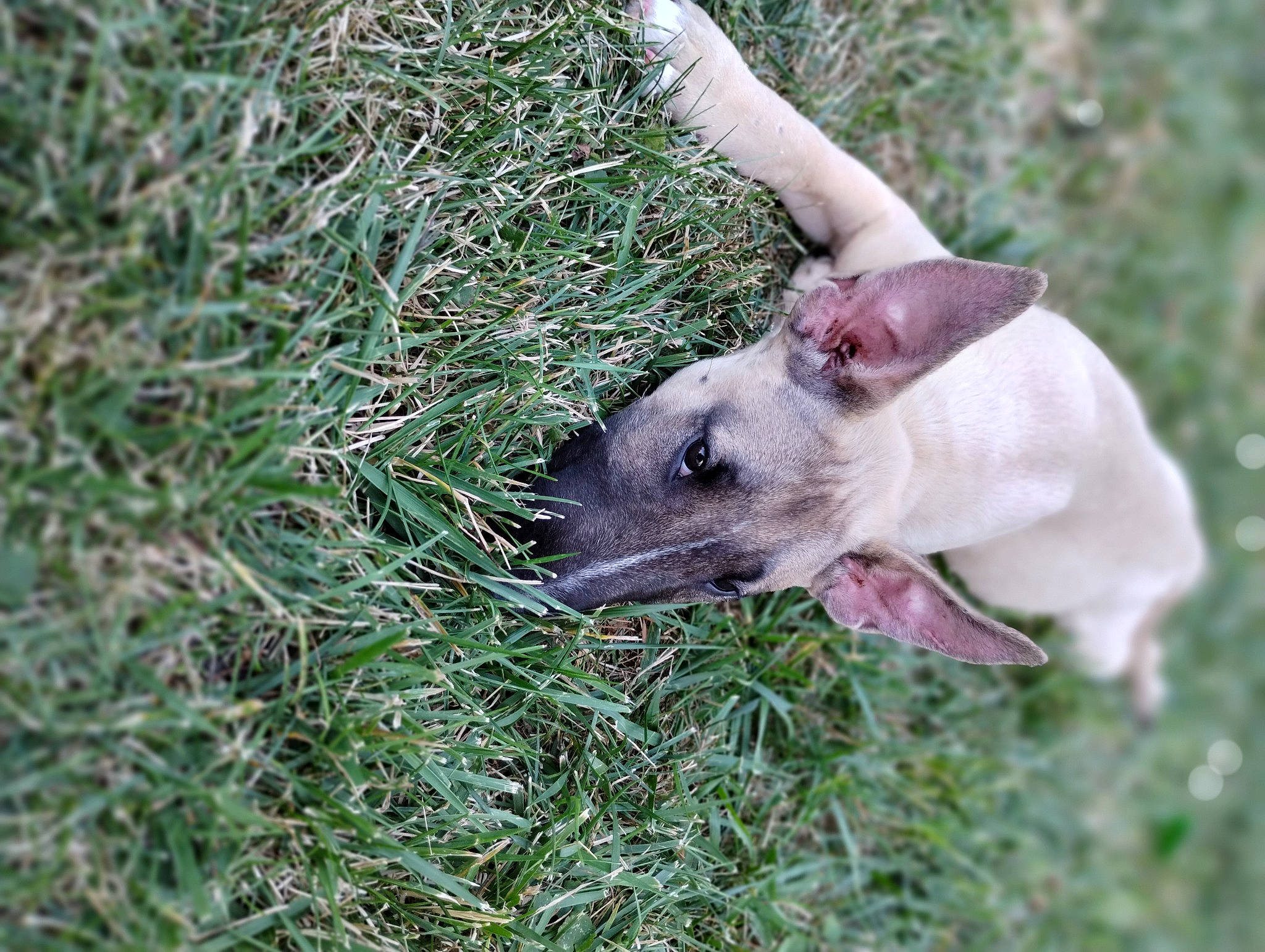 Birdie is registered to the contest to win money with this photo: canidae, carnivore, companion_dog, dog, dog_breed, domestic_pig, fawn, fur, grass, grassland, livestock, mexican_hairless_dog, non_sporting_group, plant, sporting_group, suidae, tail, terrestrial_animal, whiskers, working_animal