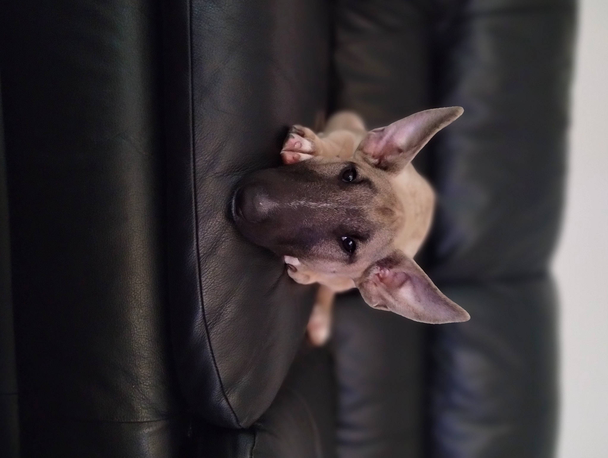 Birdie is registered to the contest to win money with this photo: canidae, carmine, carnivore, comfort, companion_dog, corgi_chihuahua, darkness, dog, dog_breed, ear, fawn, felidae, non_sporting_group, snout, terrestrial_animal, toy_dog, whiskers, wildlife, working_animal