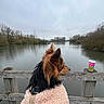 Milo a rejoint le concours — aidez-le/la à gagner de superbes lots ! dog, lake, water, dock, wood, fence, cloudy_sky, trees, nature, outdoor, pet, jacket, fur, calm, reflection, overcast, leash, cup, still_water, scenic