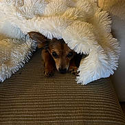Milo participe au concours pour gagner de l'argent avec cette photo : dog, puppy, blanket, couch, fur, pet, cozy, brown, small, cute, indoor, resting, animal, fur_texture, comfort, relaxing, hide_and_seek, ears, face, home
