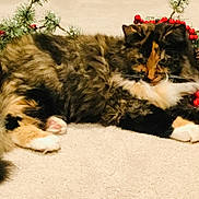 Cocoa is registered to the contest to win money with this photo: cat, fluffy, multi-colored, holiday_decor, greenery, red_berries, carpet, relaxed, paws, indoor, feline, pet, cute, cozy, resting, close-up, animal, fur, whiskers, domestic