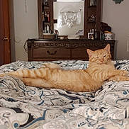 Oliver joined the competition — help win amazing prizes! bed, bedding, bedroom, cat, comforter, cozy, domestic_animal, dresser, furniture, ginger_cat, indoor, lounging, lying_down, mirror, orange_tabby, pattern, paws, pet, sleepy, whiskers