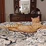 bed, bedding, bedroom, cat, comforter, cozy, domestic_animal, dresser, furniture, ginger_cat, indoor, lounging, lying_down, mirror, orange_tabby, pattern, paws, pet, sleepy, whiskers