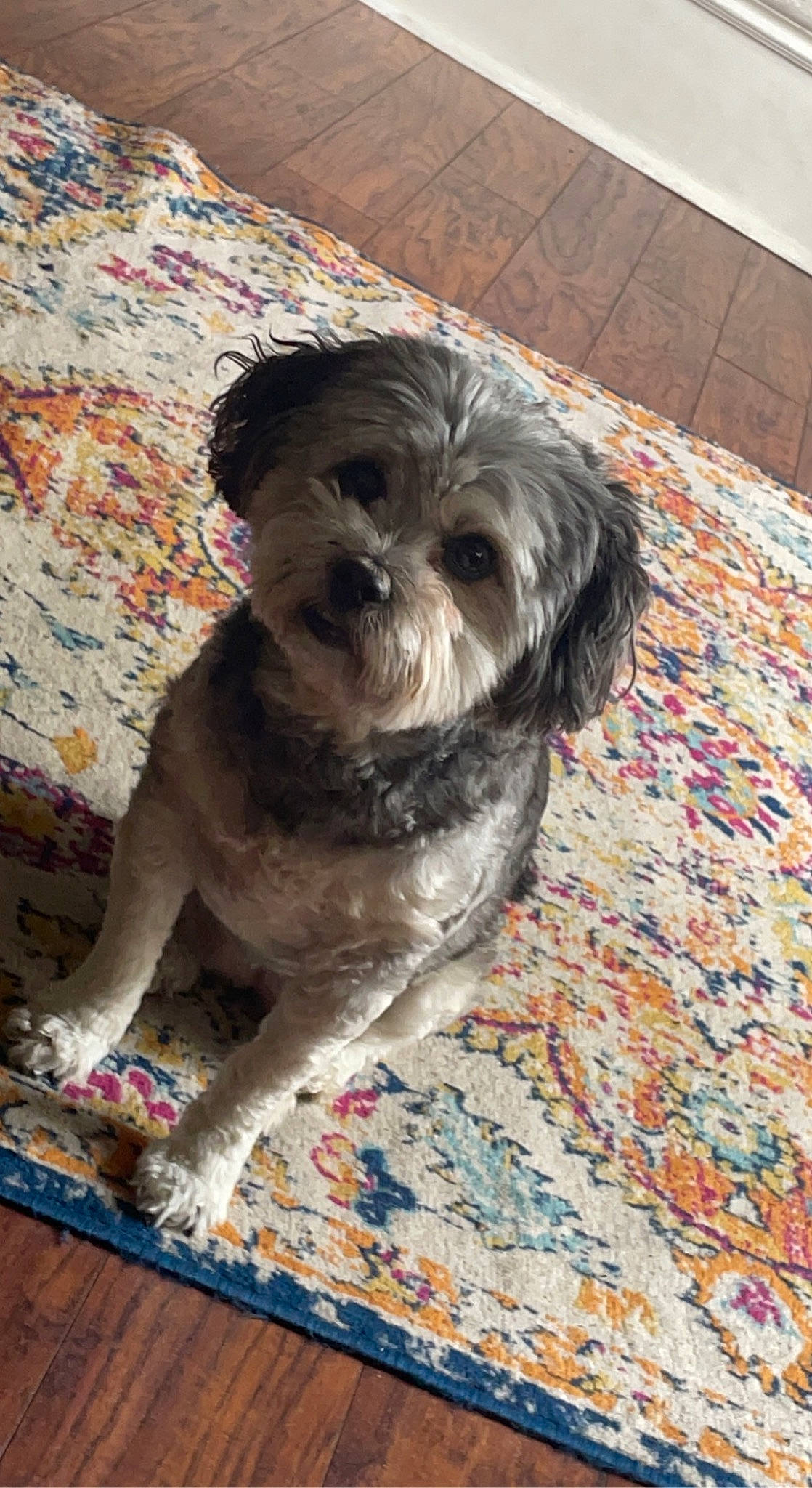 Daisy joined the competition — help win amazing prizes! canidae, carnivore, companion_dog, dog, dog_breed, dog_supply, flooring, fur, liver, maltepoo, non_sporting_group, poodle_crossbreed, shih_poo, shih_tzu, small_terrier, snout, sporting_group, terrier, toy_dog, working_animal
