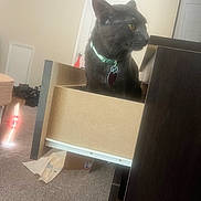 Stormy joined the competition — help win amazing prizes! cat, black_cat, drawer, furniture, indoor, carpet, collar, pet, curious, yellow_eyes, door, room, messy, toy, wood, open_drawer, household, domestic_animal, floor, light