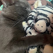 Stormy joined the competition — help win amazing prizes! animal, bed, blanket, cat, close_up, comfort, cuddle, cute, feline, gray_cat, indoor, nap, pet, plush_toy, resting, sleeping, soft, striped_toy, stuffed_animal, whiskers