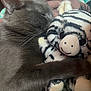 animal, bed, blanket, cat, close_up, comfort, cuddle, cute, feline, gray_cat, indoor, nap, pet, plush_toy, resting, sleeping, soft, striped_toy, stuffed_animal, whiskers