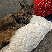 Bane is registered to the contest to win money with this photo: blanket, brown_fur, cat, couch, cozy, cushion, fabric, fur, grey_sofa, home, indoor, nap, paw, pet, pillow, relaxed, resting, sleeping, tabby_cat, whiskers