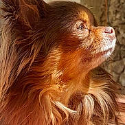 Twiks a rejoint le concours — aidez-le/la à gagner de superbes lots ! adorable, animal, brown_fur, calm, close_up, cute, dog, ears, face, fluffy, focused, furry, nature, outdoor, peaceful, pet, portrait, side_profile, sunlight, whiskers