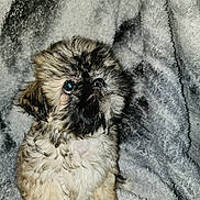 Mocha is registered to the contest to win money with this photo: puppy, dog, fluffy, fur, cute, pet, animal, blanket, texture, soft, cozy, sitting, looking_up, indoors, young, small, adorable, closeup, portrait, curious