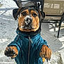 dog, snow, jacket, pet, animal, outdoor, winter, canine, paw, face, black_and_brown, cold, fur, playful, snowy_ground, standing, looking_up, cute, frozen, winter_clothing