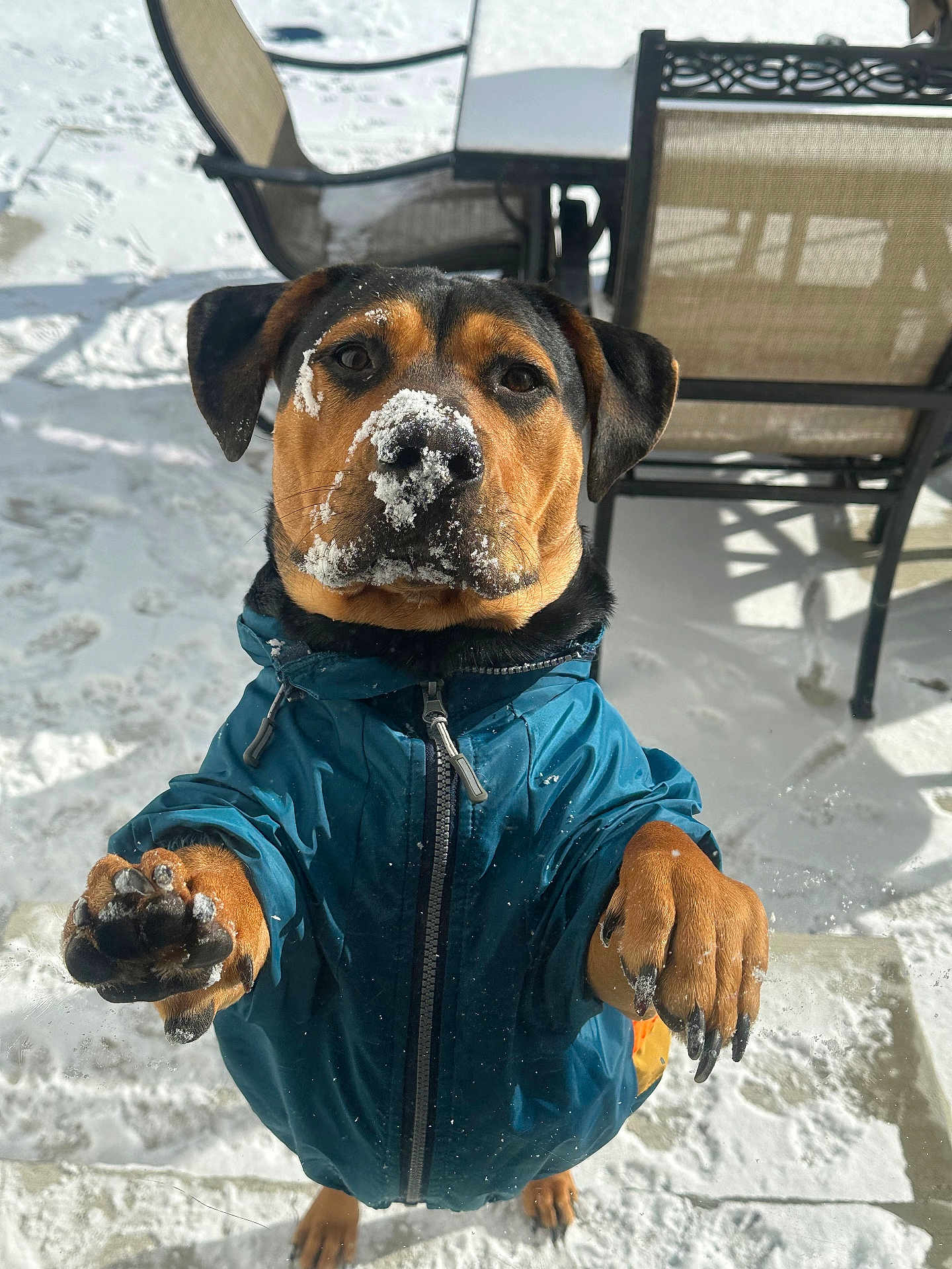 Snoop is registered to the contest to win money with this photo: dog, snow, jacket, pet, animal, outdoor, winter, canine, paw, face, black_and_brown, cold, fur, playful, snowy_ground, standing, looking_up, cute, frozen, winter_clothing