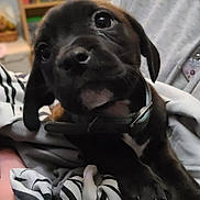 Kali joined the competition — help win amazing prizes! animal, black_dog, blanket, bookshelf, closeup, clothing, collar, cute, dog, domestic_animal, furniture, indoor, person, pet, portrait, puppy, resting, sitting, striped_blanket, young_dog