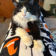 Lucky joined the competition — help win amazing prizes! animal, black_and_white, blanket, carpet, cat, close_up, cozy, cute, feline, fluffy, furniture, green_eyes, home, indoor, living_room, patterned_blanket, paws, pet, relaxed, wooden_chair