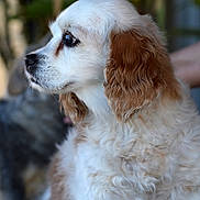 Molly is registered to the contest to win money with this photo: dog, puppy, fluffy, white, brown, curly_fur, side_profile, close_up, pet, animal, cute, domestic_animal, young_dog, fur, ears, outdoor, blurry_background, portrait, looking_left, soft_lighting