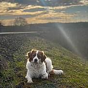 Pucci participe au concours pour gagner de l'argent avec cette photo : animal, canine, clouds, daylight, dog, earth, field, fur, grass, landscape, mammal, nature, outdoor, peaceful, pet, relaxing, scenic, sky, sunlight, sunset