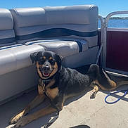 Akira joined the competition — help win amazing prizes! dog, black, tan, boat, leash, sunlight, outdoor, water, happy, pet, animal, canine, relaxed, summer, vacation, seat, sky, daytime, resting, smiling