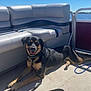 dog, black, tan, boat, leash, sunlight, outdoor, water, happy, pet, animal, canine, relaxed, summer, vacation, seat, sky, daytime, resting, smiling