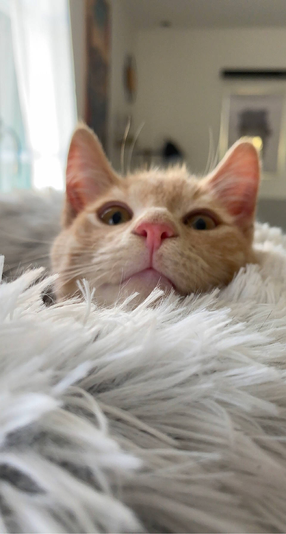 Simba a rejoint le concours — aidez-le/la à gagner de superbes lots ! carnivore, cat, cat_supply, close_up, comfort, domestic_short_haired_cat, fawn, felidae, fur, small_to_medium_sized_cats, whiskers, window