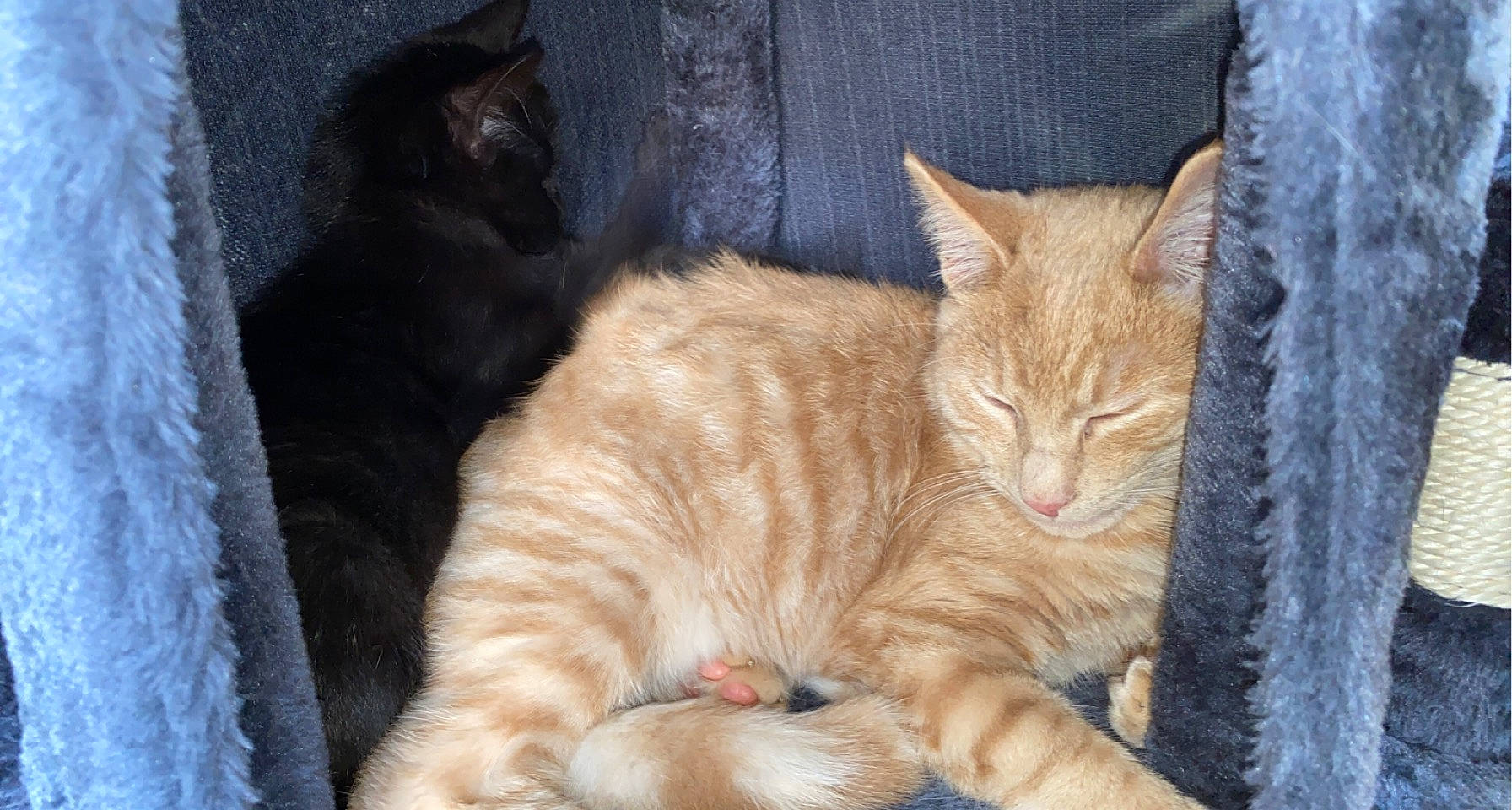 Simba a rejoint le concours — aidez-le/la à gagner de superbes lots ! carnivore, cat, cat_supply, claw, comfort, domestic_short_haired_cat, fawn, felidae, fur, mammal, paw, sitting, small_to_medium_sized_cats, snout, tail, terrestrial_animal, whiskers