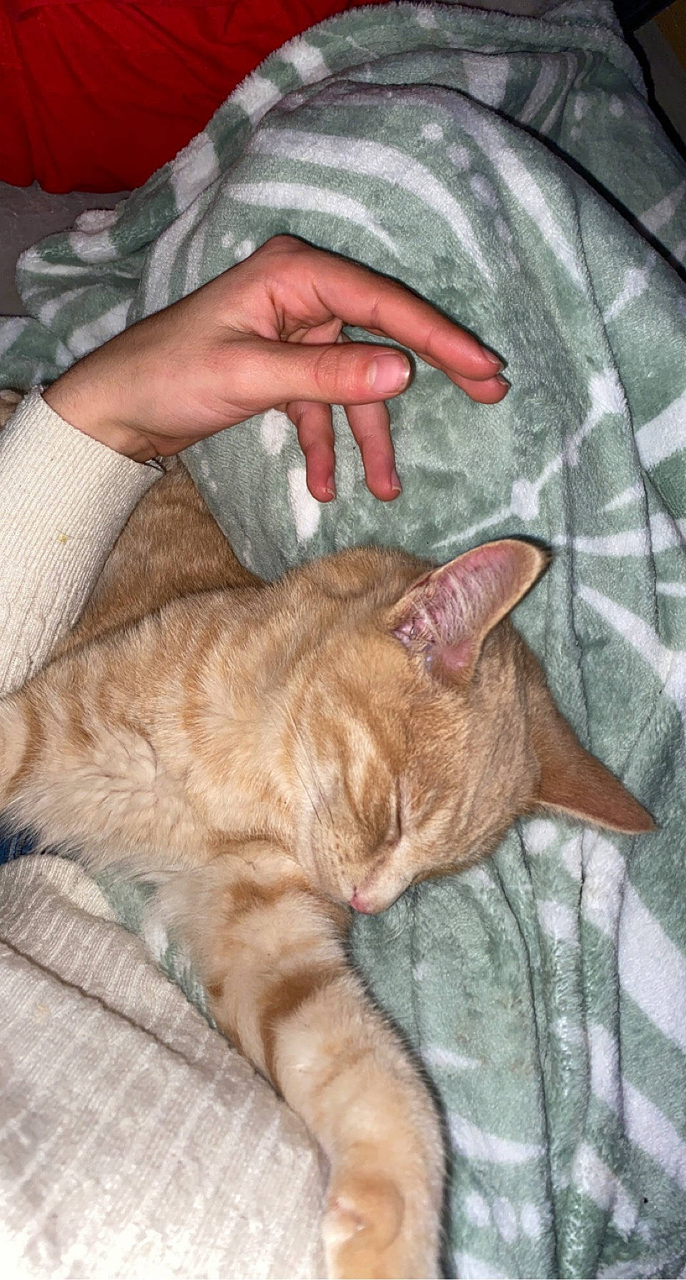 Simba participe au concours pour gagner de l'argent avec cette photo : carnivore, cat, claw, comfort, domestic_short_haired_cat, fawn, felidae, fur, gesture, grass, nail, nap, paw, sleep, small_to_medium_sized_cats, snout, tail, whiskers, wrinkle