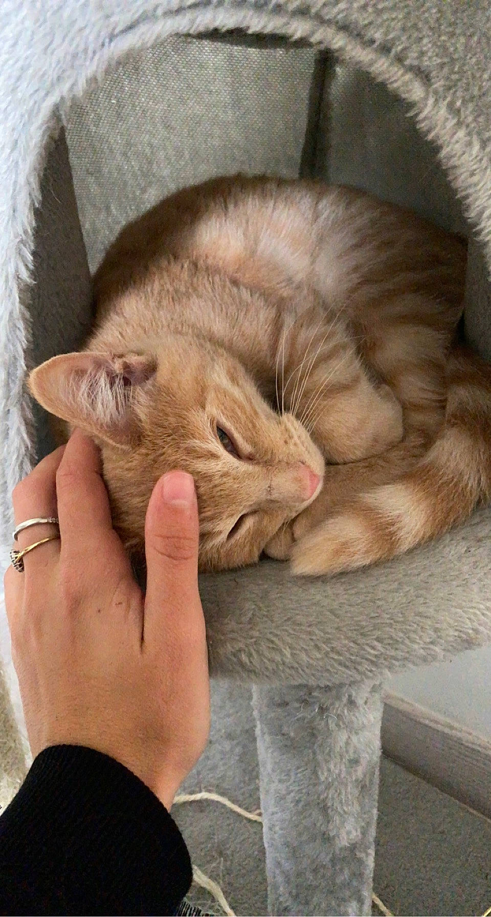 Simba a rejoint le concours — aidez-le/la à gagner de superbes lots ! carnivore, cat, claw, comfort, domestic_short_haired_cat, ear, eye, fawn, felidae, finger, fur, gesture, mammal, paw, small_to_medium_sized_cats, snout, tail, vertebrate, whiskers, wrinkle