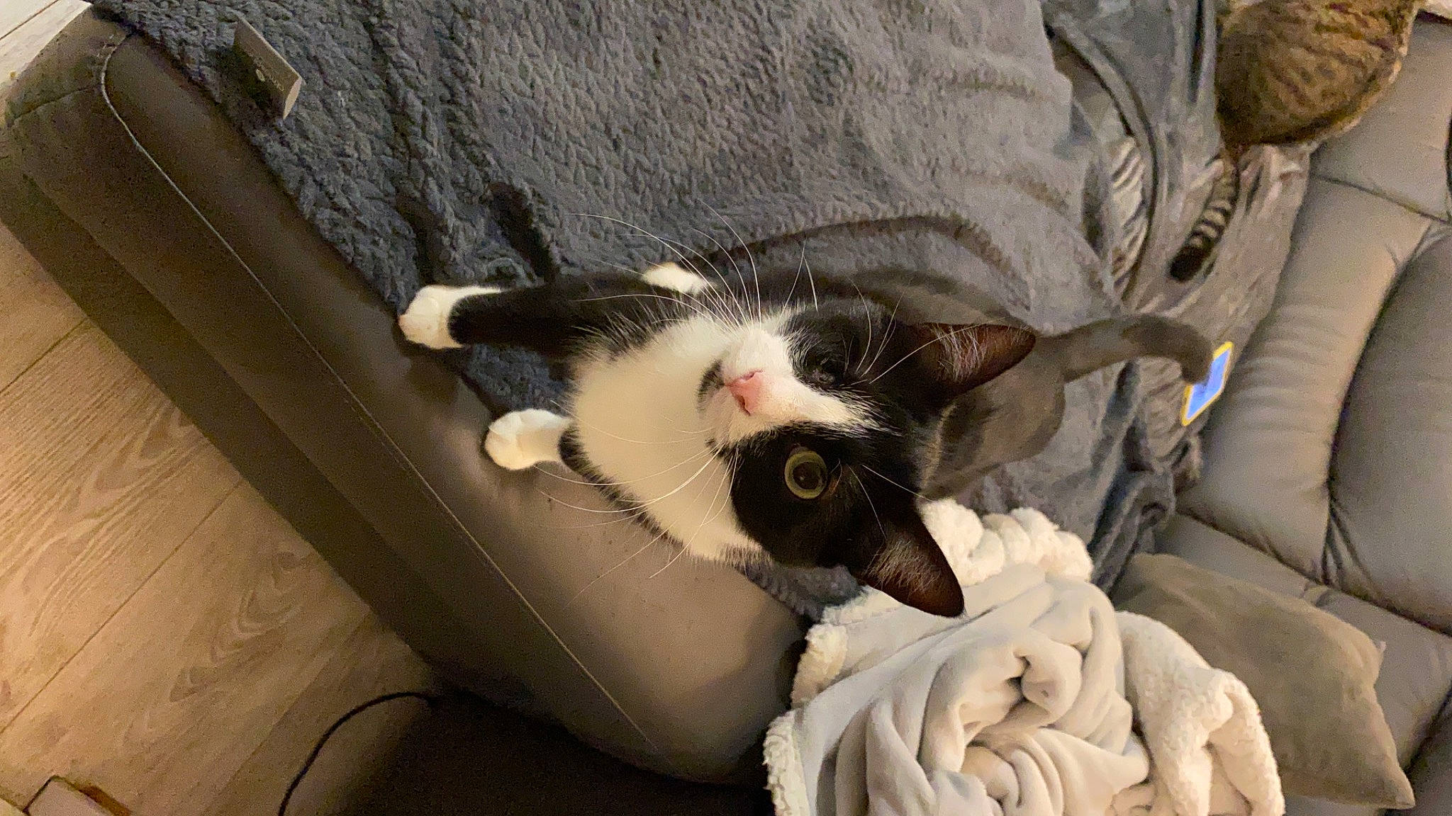 Bagheera a rejoint le concours — aidez-le/la à gagner de superbes lots ! bag, canidae, carnivore, cat, claw, comfort, domestic_short_haired_cat, felidae, fur, lap, linens, nap, paw, room, small_to_medium_sized_cats, snout, tail, whiskers, wood