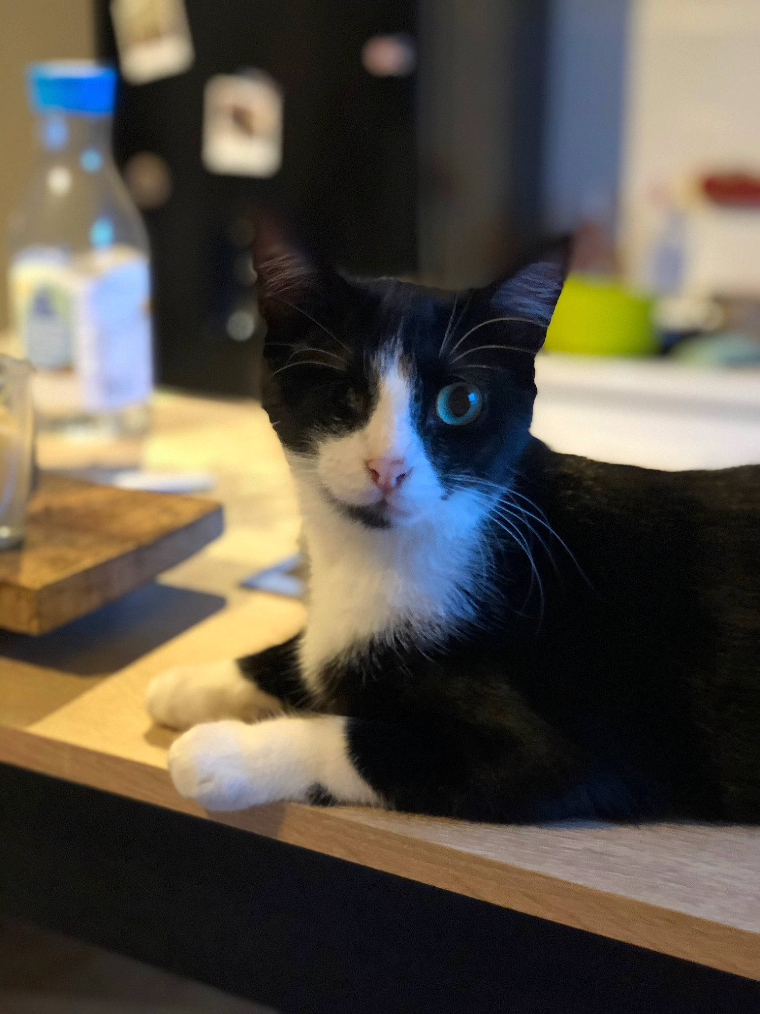 Bagheera participe au concours pour gagner de l'argent avec cette photo : bottle, box, carnivore, cat, domestic_short_haired_cat, felidae, flooring, formal_wear, fur, hardwood, rectangle, room, small_to_medium_sized_cats, table, tableware, water_bottle, whiskers, window, wine_glass, wood