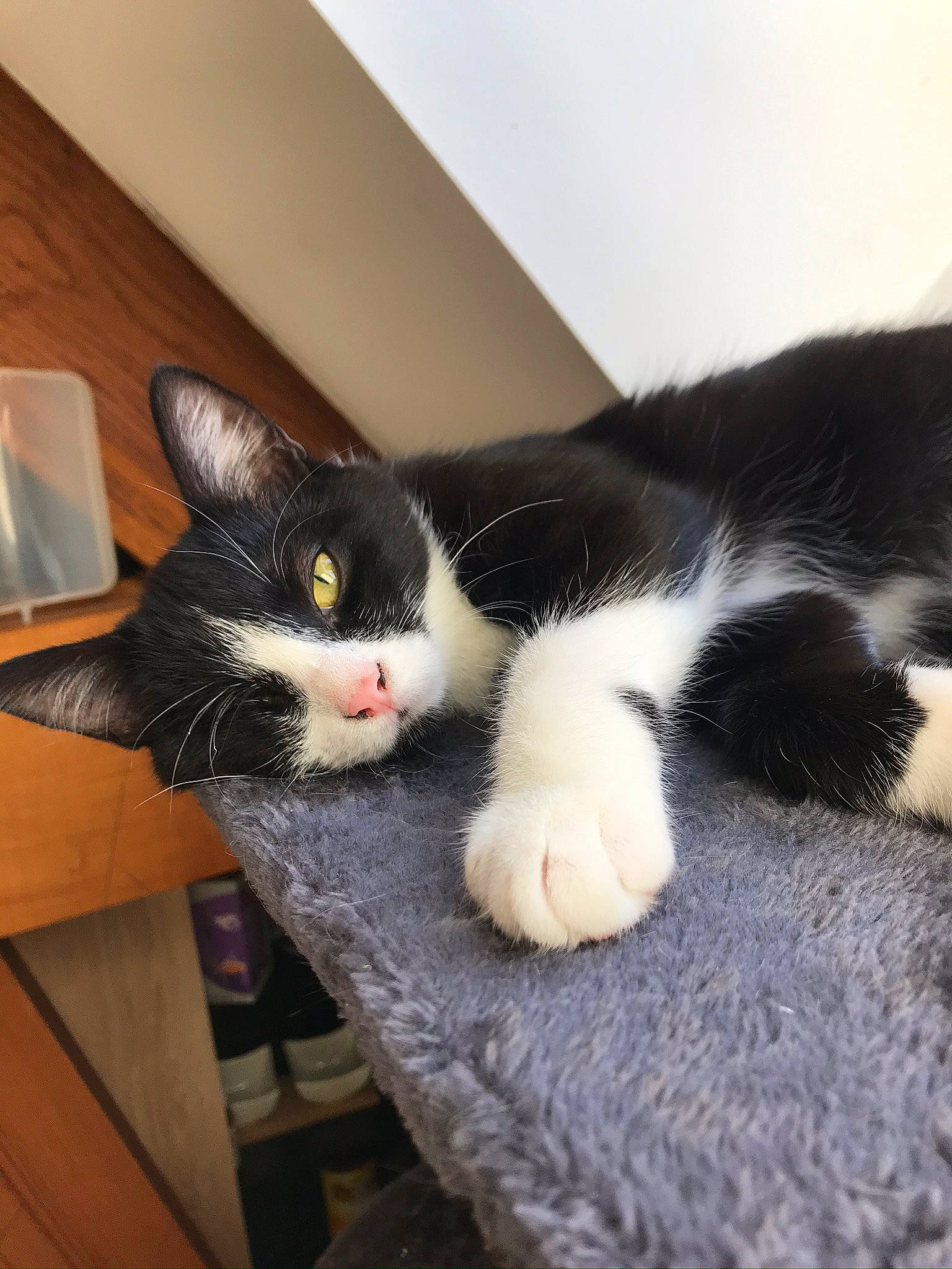 Bagheera participe au concours pour gagner de l'argent avec cette photo : carnivore, cat, claw, comfort, domestic_short_haired_cat, felidae, fur, hardwood, nap, paw, room, serveware, small_to_medium_sized_cats, snout, tail, whiskers, wood