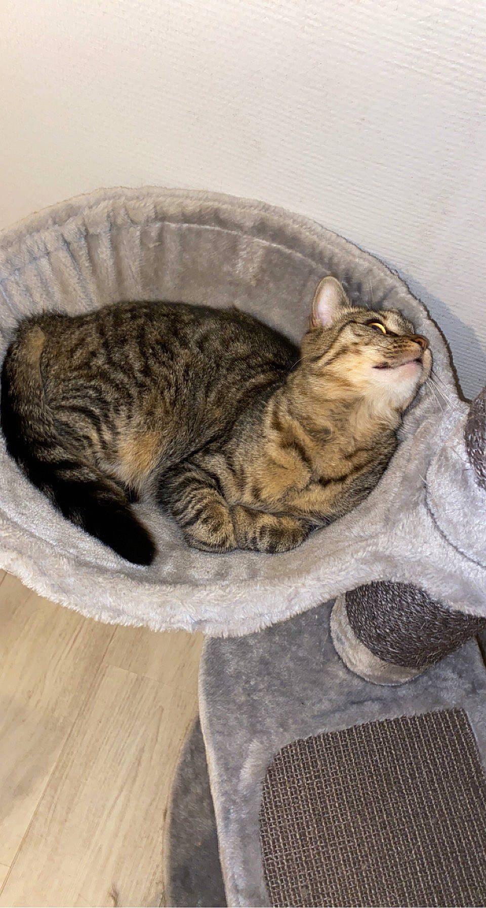 Bouh participe au concours pour gagner de l'argent avec cette photo : carnivore, cat, comfort, domestic_short_haired_cat, felidae, flooring, fur, grey, hardwood, pattern, paw, small_to_medium_sized_cats, snout, tail, terrestrial_animal, whiskers, wood, wood_flooring