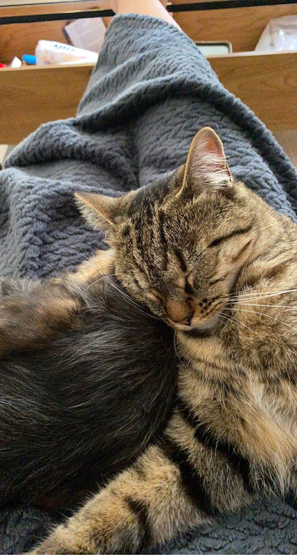 Bouh participe au concours pour gagner de l'argent avec cette photo : carnivore, cat, claw, comfort, domestic_short_haired_cat, felidae, fur, grey, mammal, nap, paw, sand, sleep, small_to_medium_sized_cats, snout, tail, terrestrial_animal, vertebrate, whiskers, wildlife