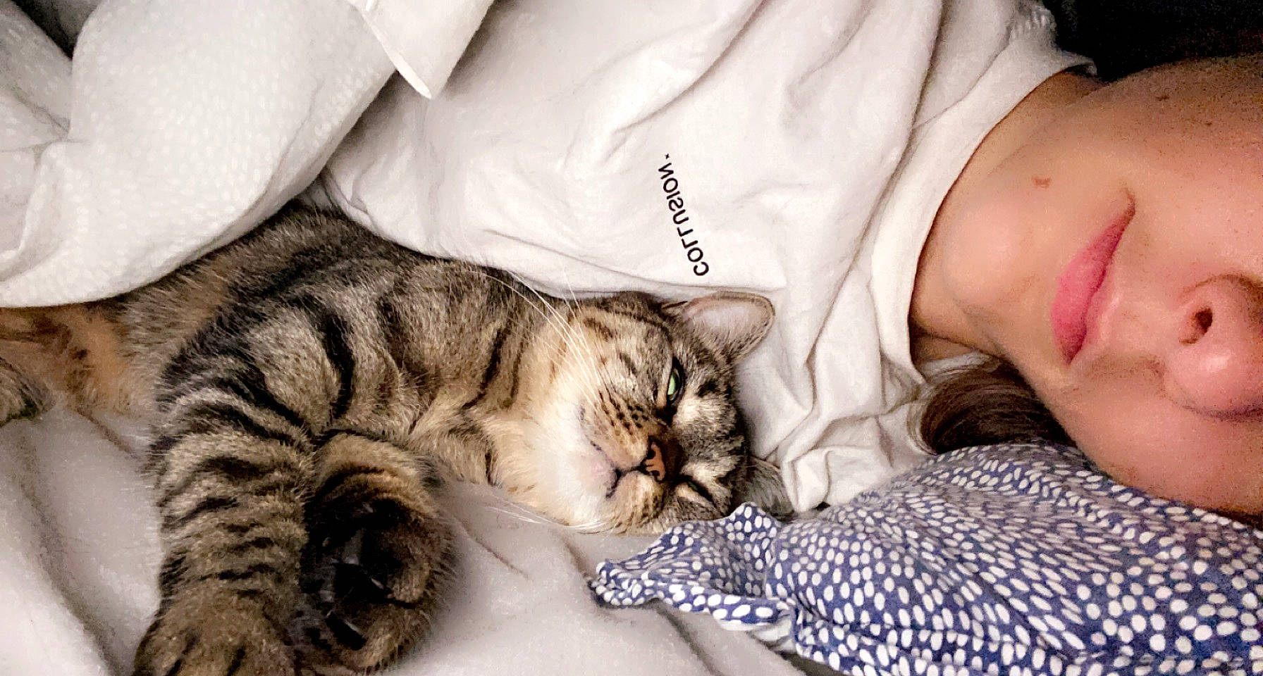 Bouh participe au concours pour gagner de l'argent avec cette photo : bed, carnivore, cat, claw, comfort, couch, domestic_short_haired_cat, eyelash, fawn, felidae, fur, gesture, happy, linens, paw, small_to_medium_sized_cats, smile, textile, whiskers, wildlife