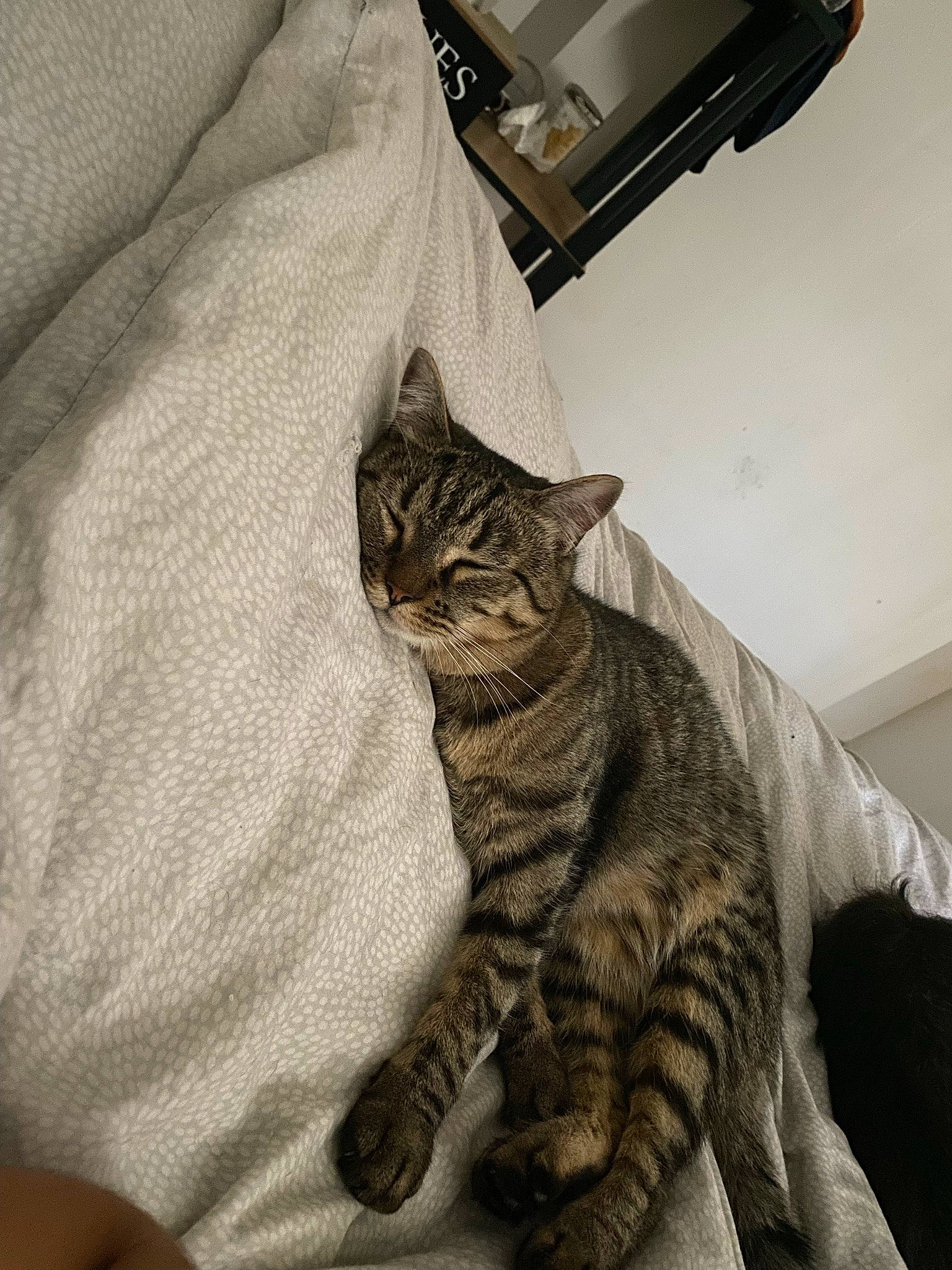 Bouh participe au concours pour gagner de l'argent avec cette photo : carnivore, cat, claw, comfort, domestic_short_haired_cat, felidae, fur, grey, home_appliance, kitchen_appliance, office_supplies, output_device, paw, printer, sitting, small_to_medium_sized_cats, snout, tail, terrestrial_animal, whiskers