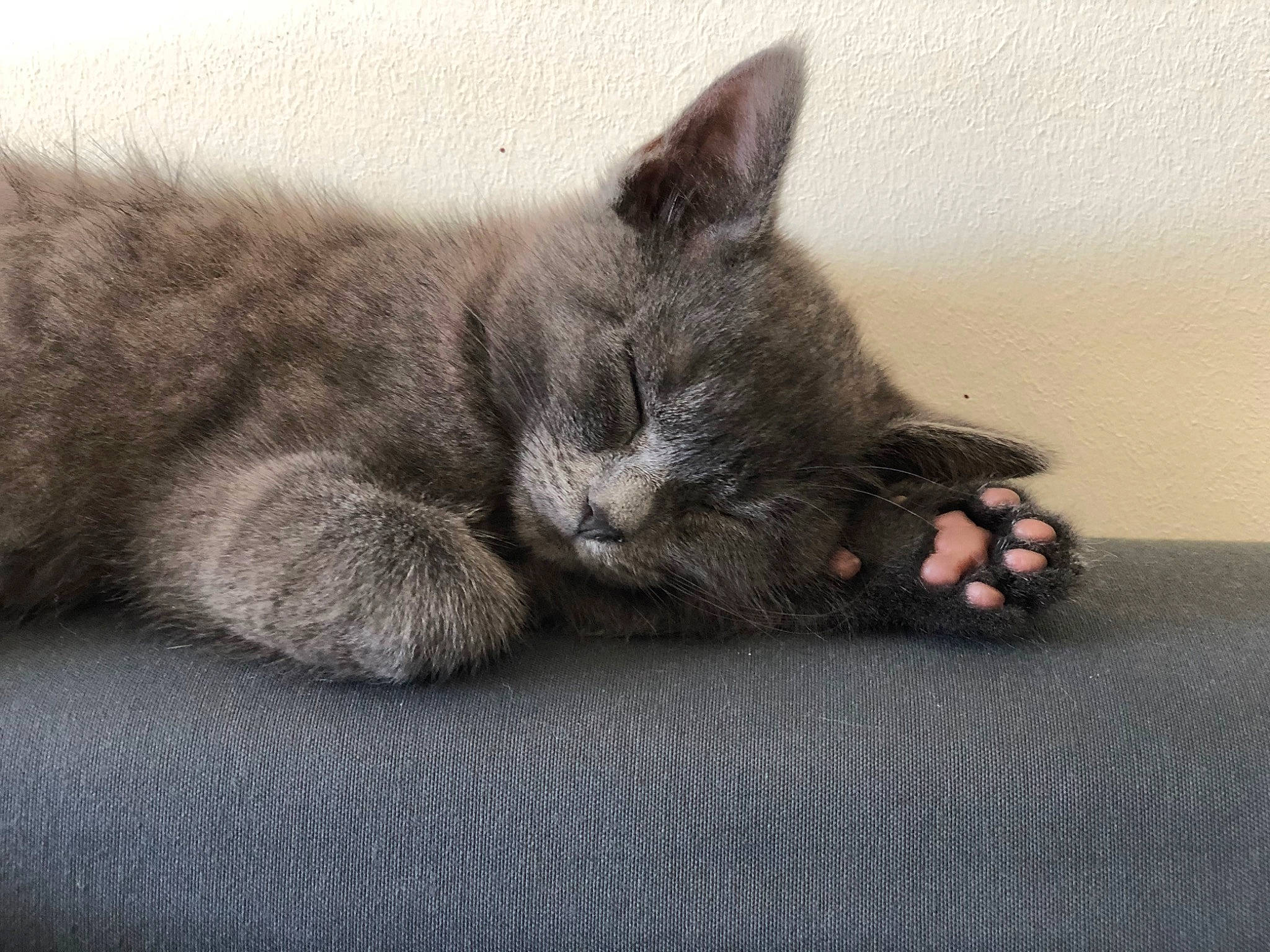 Bonnie participe au concours pour gagner de l'argent avec cette photo : black_cat, carnivore, cat, claw, comfort, domestic_short_haired_cat, felidae, foot, fur, grey, nap, paw, russian_blue, sitting, small_to_medium_sized_cats, snout, tail, terrestrial_animal, whiskers