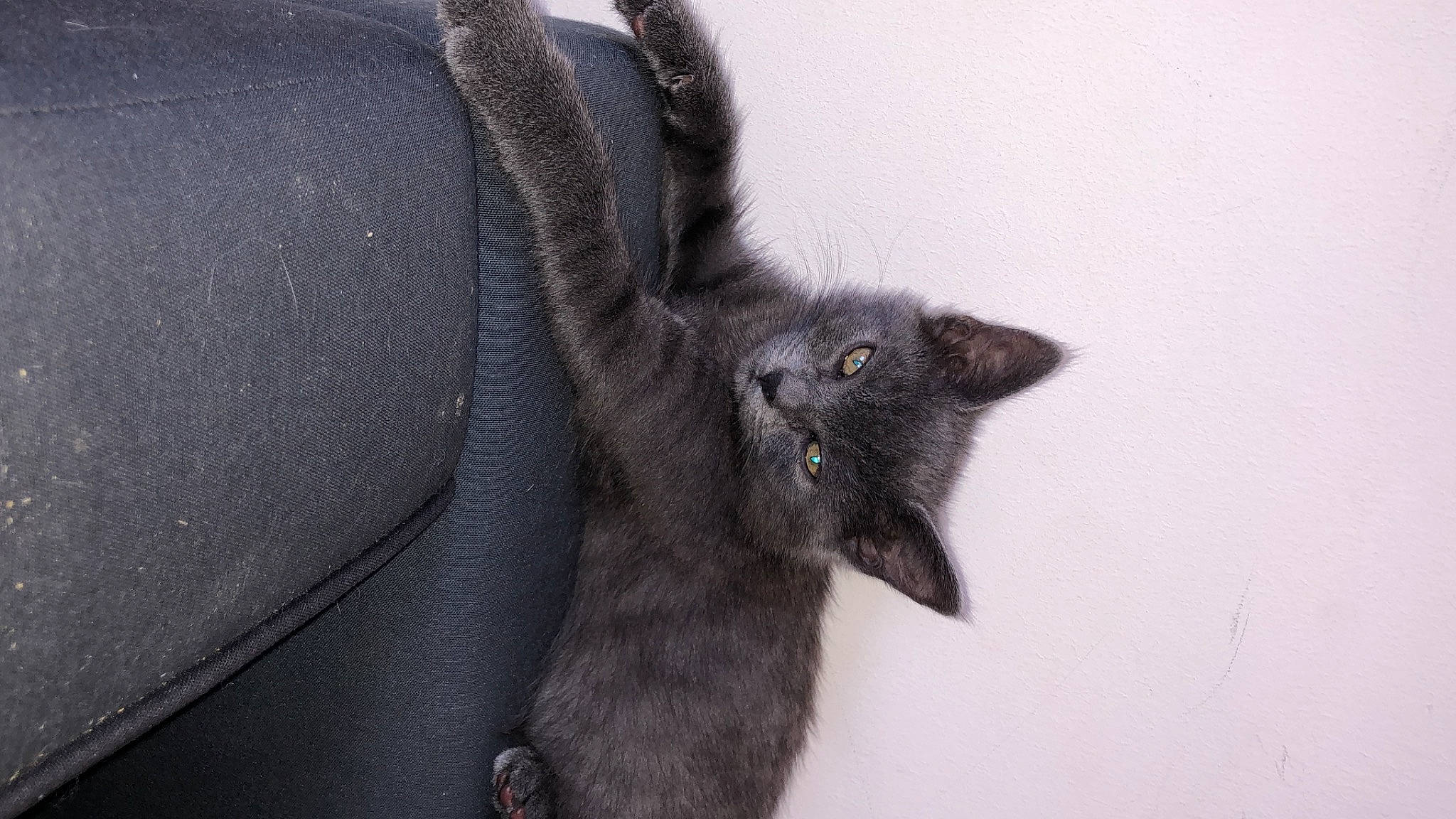 Bonnie participe au concours pour gagner de l'argent avec cette photo : black_cat, carnivore, cat, claw, comfort, domestic_short_haired_cat, felidae, fur, grey, paw, plant, small_to_medium_sized_cats, tail, terrestrial_animal, tree, whiskers